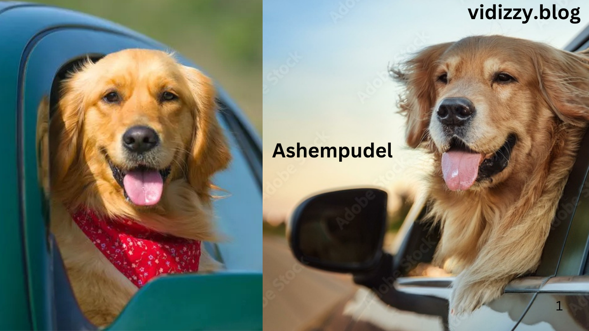 Ashempudel: A Comprehensive Guide